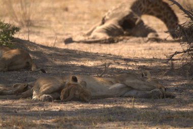 Güney Afrika 'daki Kruger Ulusal Parkı' nda Aslan