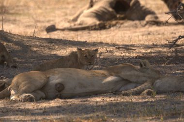 Gölgede dinlenmek aslanlar