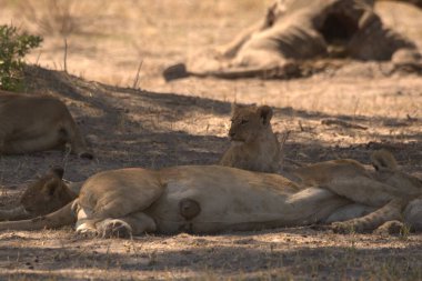 Kenya bozkırında dişi aslan.
