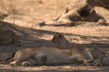 Güney Afrika 'daki Kruger Ulusal Parkı' nda kumların üzerinde dinlenen aslanlar..