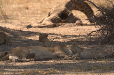 Güney Afrika ulusal parkında aslan var.