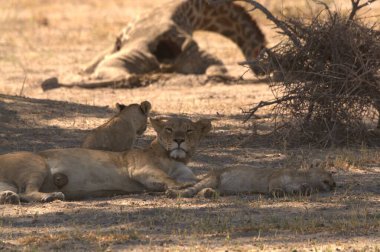 Aslan ın kruger national park, Güney Afrika