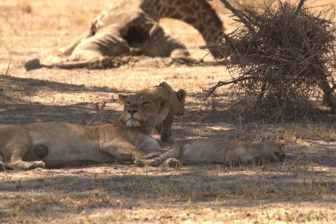 Savanadaki bir grup aslan.