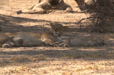 Hayvanat bahçesinde dinlenen aslanlar