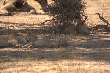 Ormandaki bir grup vahşi hayvan.