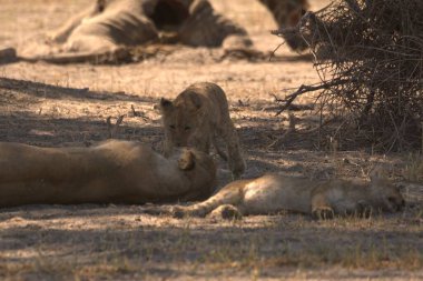 Hayvanat bahçesinde dinlenen aslanlar