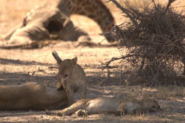 Aslan yavrusu uzanmış dişi aslan.