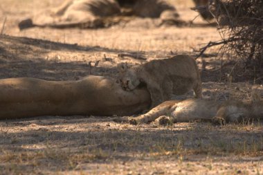 Kenya bozkırında dişi aslan.