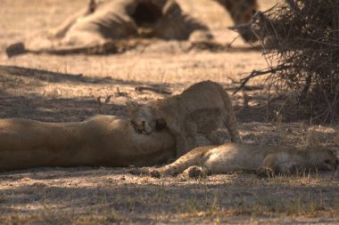 Çölde, güneşin altında bir grup aslan.