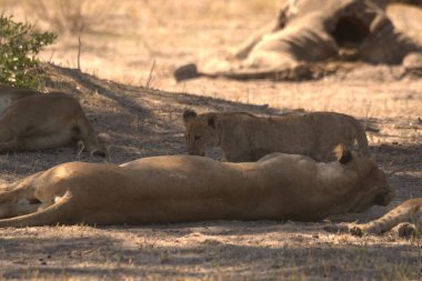 Aslan güneşte yatıyor
