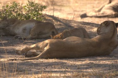 Savanadaki bir grup aslan.