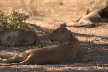 Güney Afrika 'daki Kruger Ulusal Parkı' nda yerde yatan aslanlar.