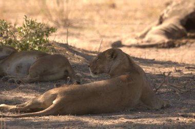 Güney Afrika 'daki Kruger Ulusal Parkı' nda dişi aslan.