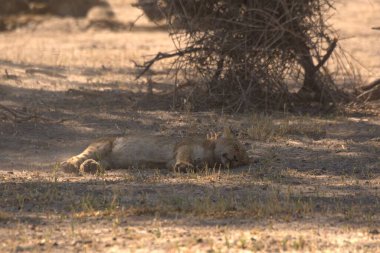 Kızıl tilki kumların ortasında dinleniyor, namibya..
