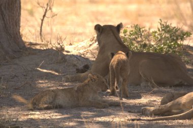 Yerde yatan aslan yavrusu