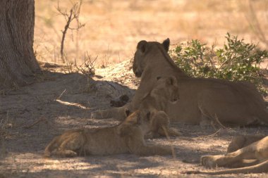 Afrika bozkırında dişi aslanla yavrular.
