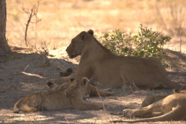 Güney Afrika 'daki Kruger Ulusal Parkı' nda dişi aslan.
