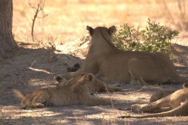 Kenya bozkırında bir aslan