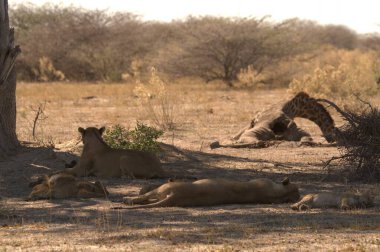lions at the kruger park south africa