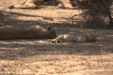 Savannah dişi aslan