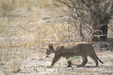 etkin ulusal park Namibya Afrika aslanı