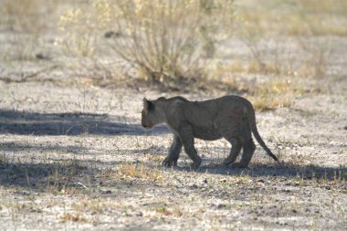 Sonbahar sezonunda Güney Afrika 'daki Kruger Ulusal Parkı' nda aslan.