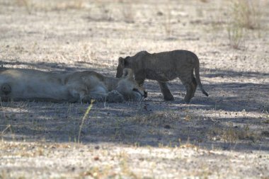 Etoşa Ulusal Parkı, Güney Afrika 'da vahşi Afrika aslanları (panthera leo)