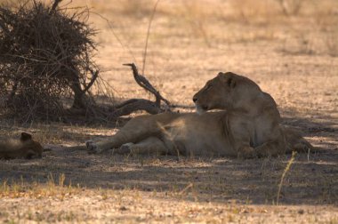 Afrika savanındaki aslan.