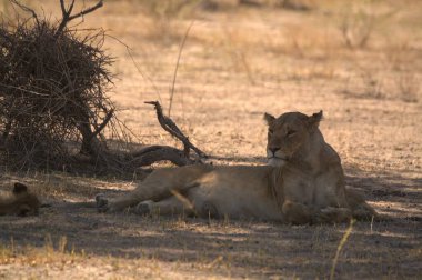 Aslanlar çimlerde dinleniyor. Kenya savanası.