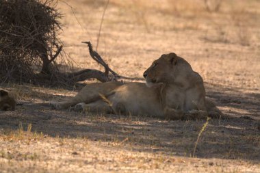 Aslan ailesi yerde dinleniyor.