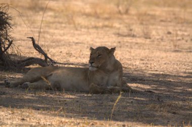 Namibya bozkırında bir aslan