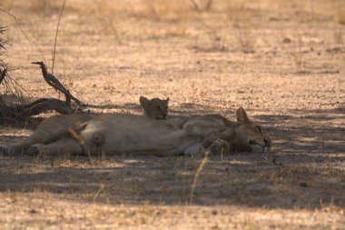 Afrika ulusal parkındaki aslanlar, Afrika
