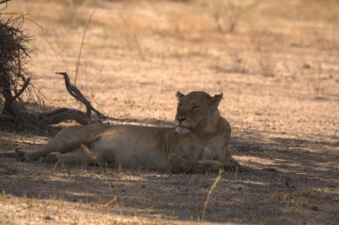 Savannah dişi aslan