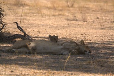 Kenya bozkırında dişi aslan.