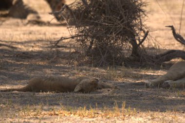 Afrika aslanının güneş ışığında kuru bir ağacın altında kumda yakın çekimi.
