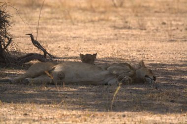 Savananın savanasında (panthera leo)