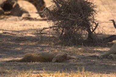 Namibya bozkırında bir aslan