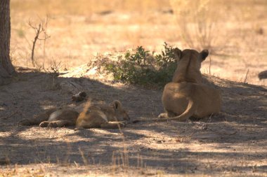 Kenya 'nın ulusal parkında vahşi Afrika' da aslan