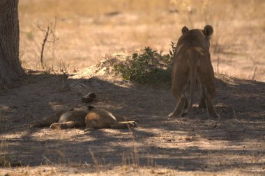Güney Afrika 'daki Kruger Ulusal Parkı' nda dinlenen dişi aslan.