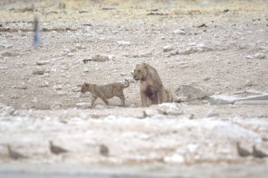 Kumda oynayan iki genç vahşi at.