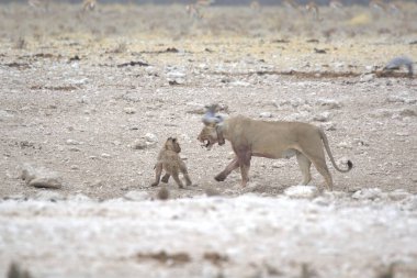 Aslan yavrusu ve annesi etosha, namibya 'da