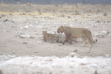 Aslan yavrusu ve annesi ile annesi.