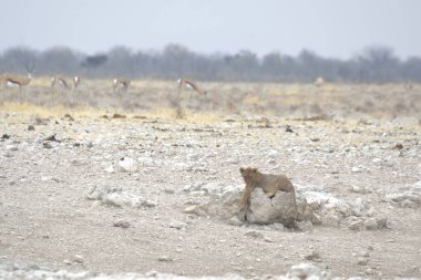 Vahşi hayvanlar, seçici odaklanma