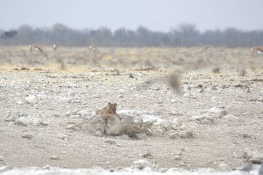Ağaçtaki beyaz sincabın güzel bir görüntüsü.