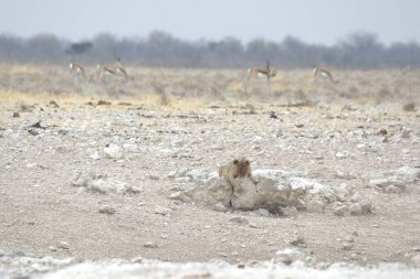 Karda beyaz bir geyiğin yakın çekimi.