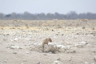 Çölde bir koyun sürüsü