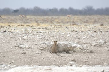 Ormandaki beyaz sincap