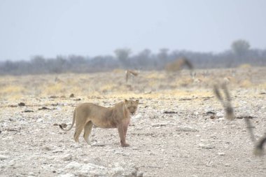 Afrika 'daki Kenya bozkırında dişi aslan.