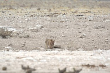 Vahşi hayvanlar, seçici odaklanma