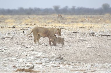 african lion with a lion in the desert